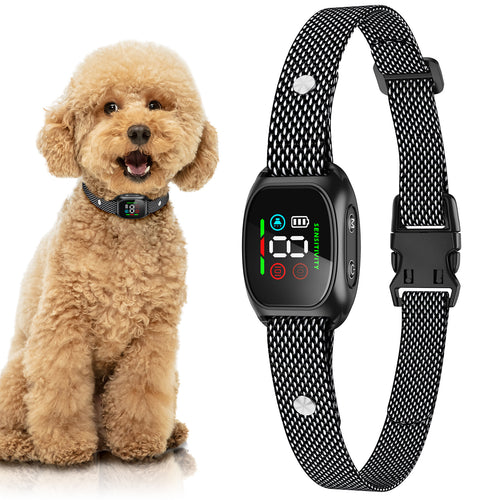 Dog with a black dog collar and a black digital pet watch on a white background